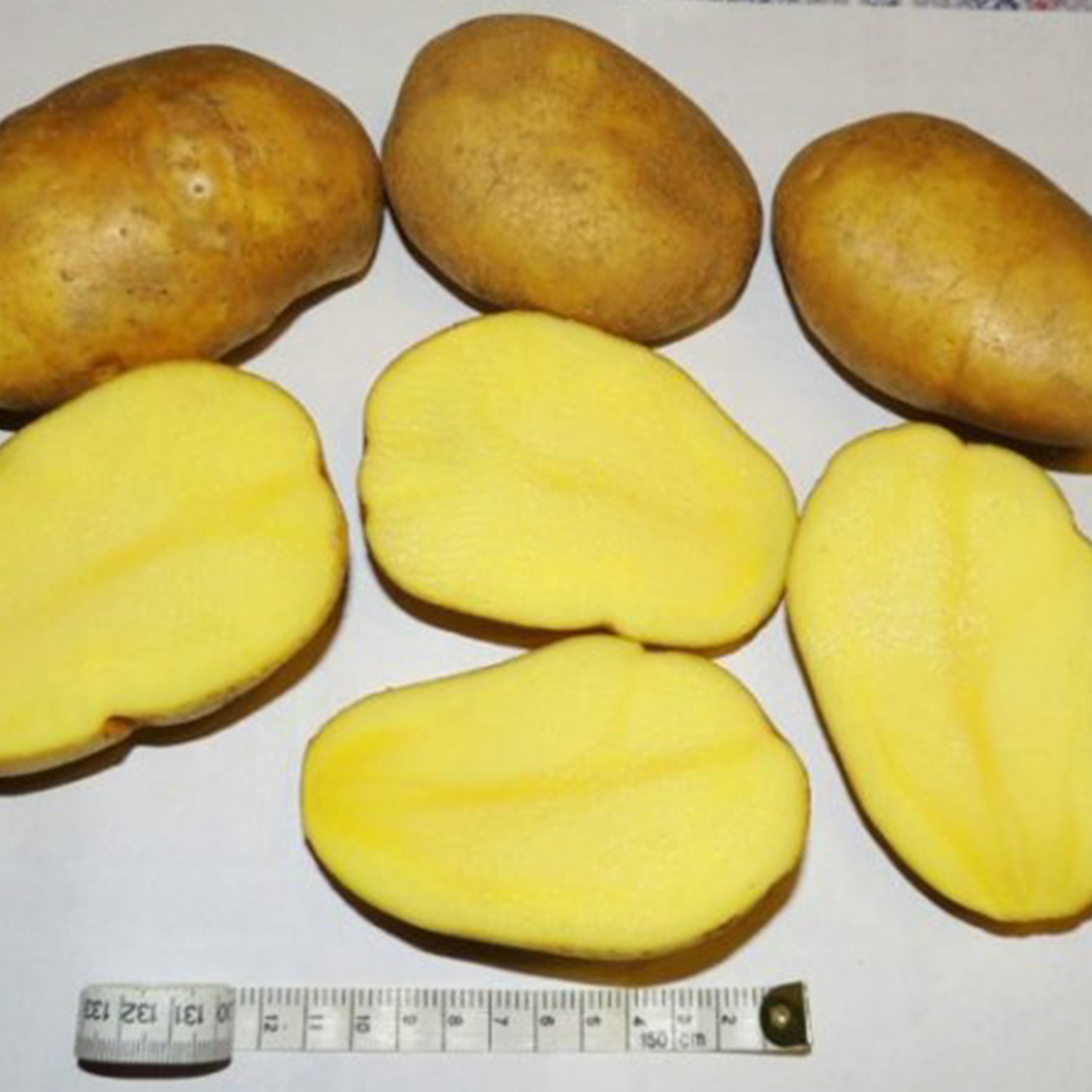 картофель сорта джелли фото